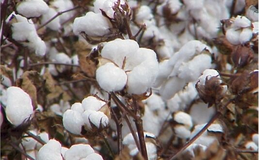 Cotton crop