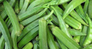 Bhindi