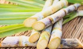 Sugarcane