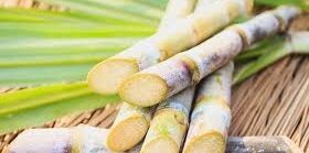 Sugarcane