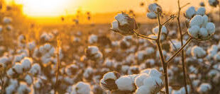 Cotton Prices