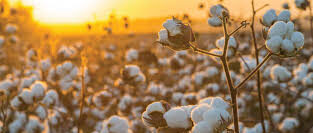 Cotton Prices