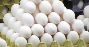 Broiler Eggs