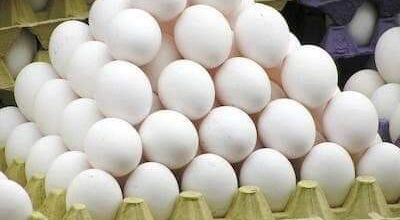 Broiler Eggs