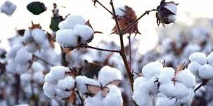 Cotton